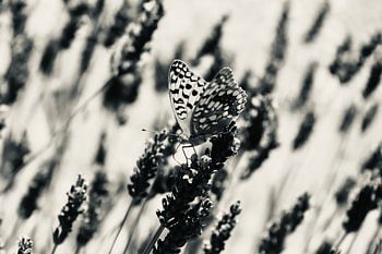 Butterfly in black and white