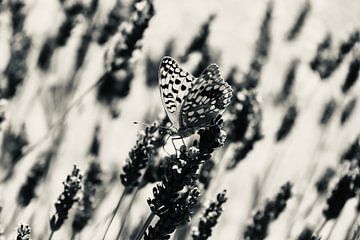 Butterfly in black and white by NoirLight