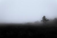 Brouillard dans les marais