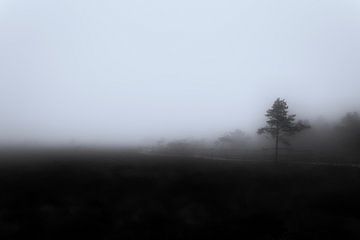Nebel im Moor