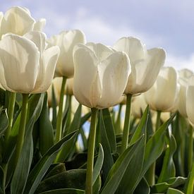 Witte tulpen tegen een wolkenlucht van Elly Damen