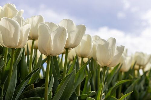 Witte tulpen tegen een wolkenlucht van Elly Damen