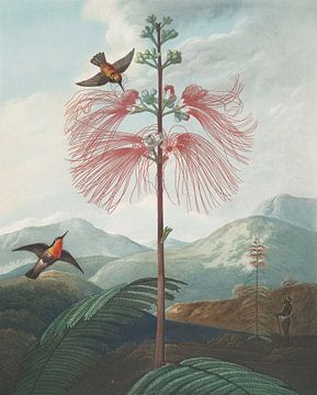 Große blühende empfindliche Pflanze, Robert John Thornton
