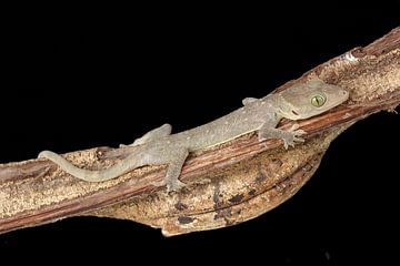 Smith's Green-eyed Gecko (Gekko smithii) by Ronald Pol