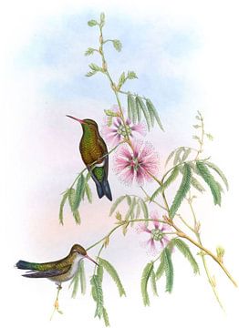 Glinsterende smaragd, John Gould van Hummingbirds
