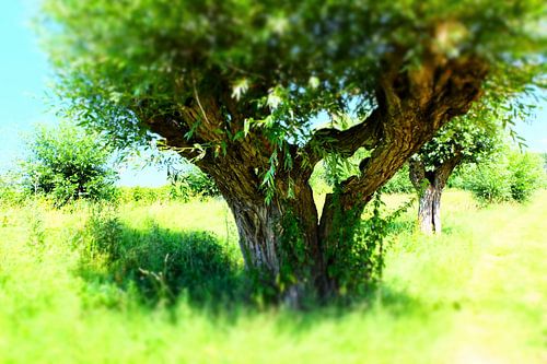 Knotwilgen in Nationaal Park de Biesbosch