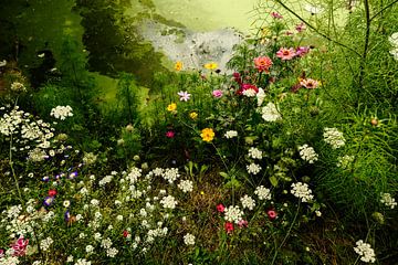 Fleurs d'été au bord de l'étang. sur tim eshuis