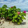 Roses sur la plage sur Holger Felix