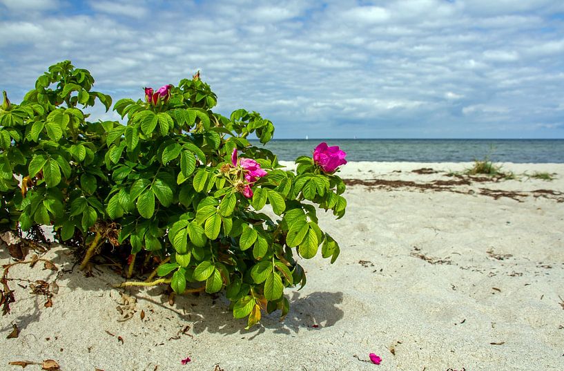 Rosen am Strand von Holger Felix