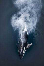 Orca im Nebel der Meere von Poster Art Shop