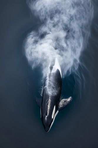 Orca im Nebel der Meere