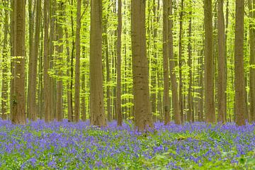 Bluebell flowers in a Beech tree forest during a sunny springtim by Sjoerd van der Wal