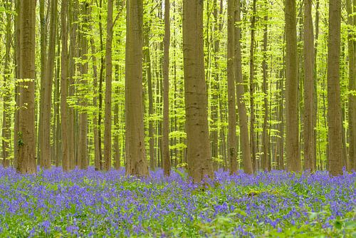 Fleurs de campanule dans une forêt de hêtres par un printemps ensoleillé.