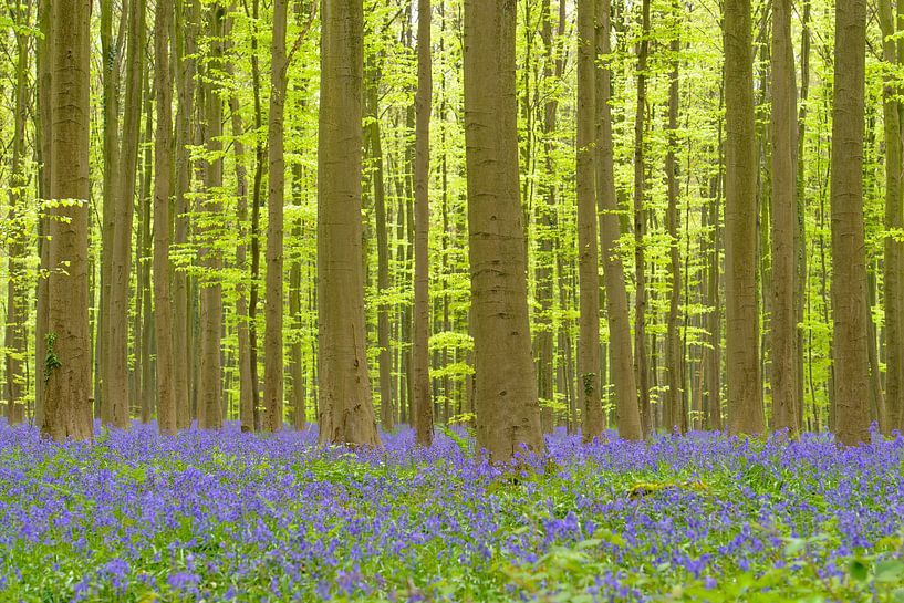 Bluebell flowers in a Beech tree forest during a sunny springtim by Sjoerd van der Wal Photography