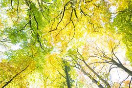 Above by Wendy Drent