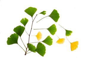 Ginkgo Herbst von Anjo Kan