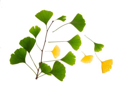 Ginkgo herfst