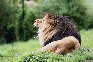 Des lions dans le parc safari de Beeksebergen sur Anne Zwagers