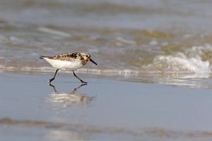 Sanderling (Calidris alba)