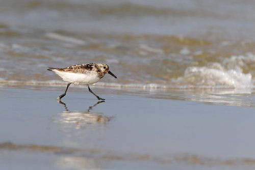 Sanderling (Calidris alba)
