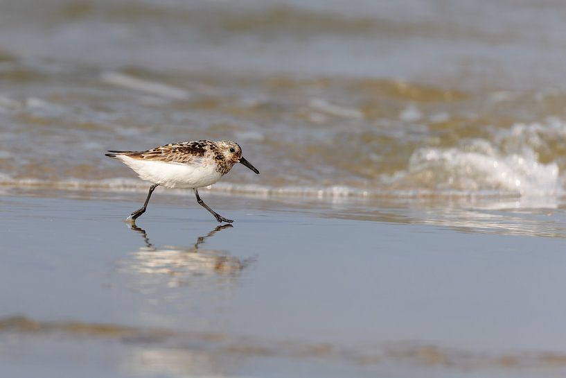 Sanderling (Calidris alba) by Dirk Rüter