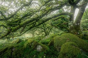 Mystische Welt der moosbedeckten Felsbrocken