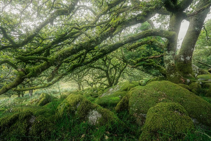 Mystieke wereld van met mos beklede keien van Loris Photography