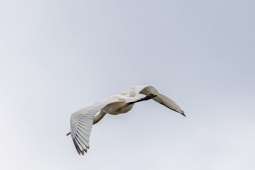 spoonbill by Gh Verver Photography