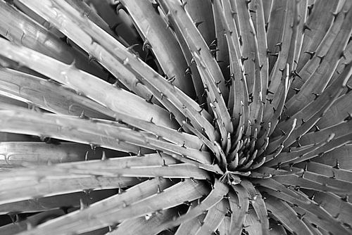 Ecuadoraanse bromelia, zwart-wit