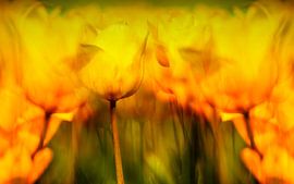 Flower bulb fields by Henk Leijen