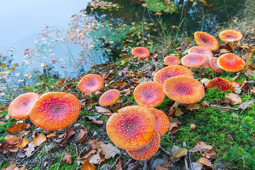 Groep vliegenzwammen bij water in herfst par Ben Schonewille