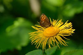 Le papillon de nuit à bande blanche sur Karin Jähne