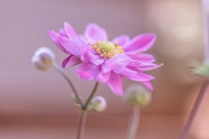 rosa Sternchen