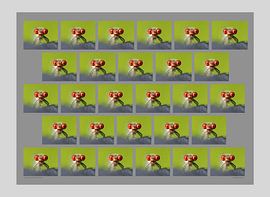 Petit œil de grenat