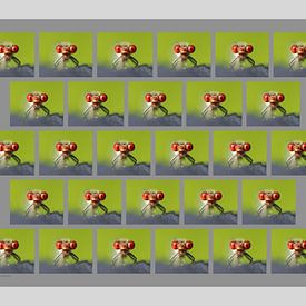 Petit œil de grenat sur Matthias Brix