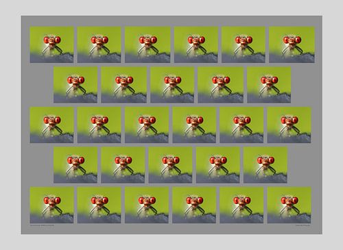 Petit œil de grenat sur Matthias Brix