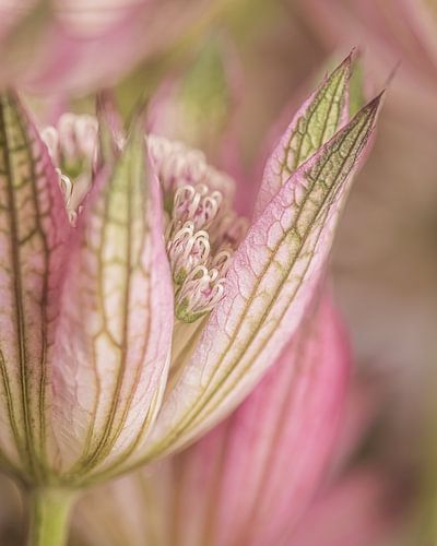 Even spieken.... Een close-up van een Zeeuws Knoopje in roze met (olijf) groen van Marjolijn van den Berg