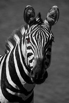 Burchell Zebra SW van Peter Michel