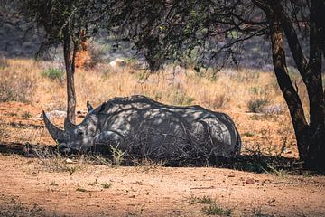 Rhinocéros africain sur Patrick Groß