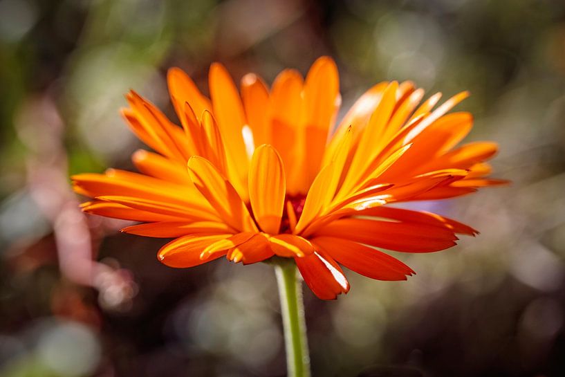 Marigold by Rob Boon