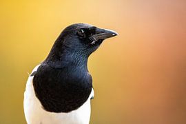 Portrait d'une pie sur Roland Brack