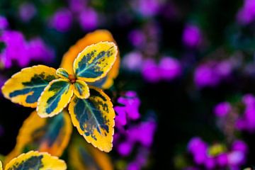 plant yellow