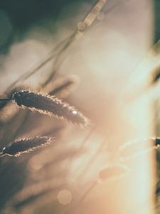 Herbes et lumière 1