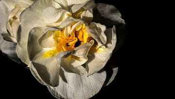 Macro shot of a white daffodil with orange calyx by foto by rob spruit