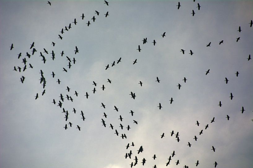 Kranen 2 van Edgar Schermaul