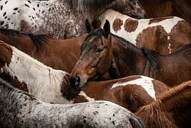 Herde gefleckter Pferde