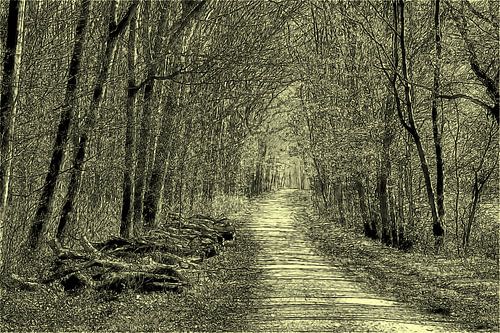 Der Wald als Grafikmotiv