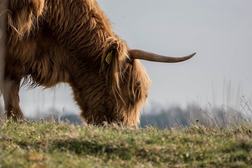 Grazing by Marc van Tilborg