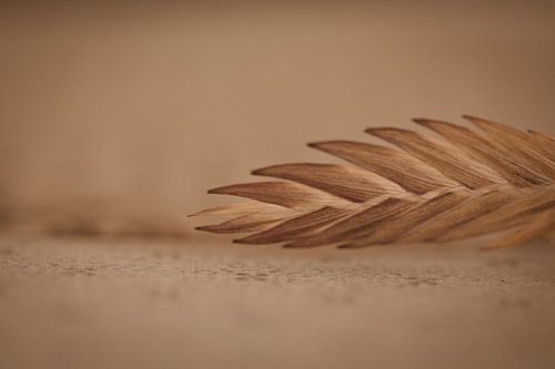 Minimalistisches Foto einer getrockneten Blume(n)