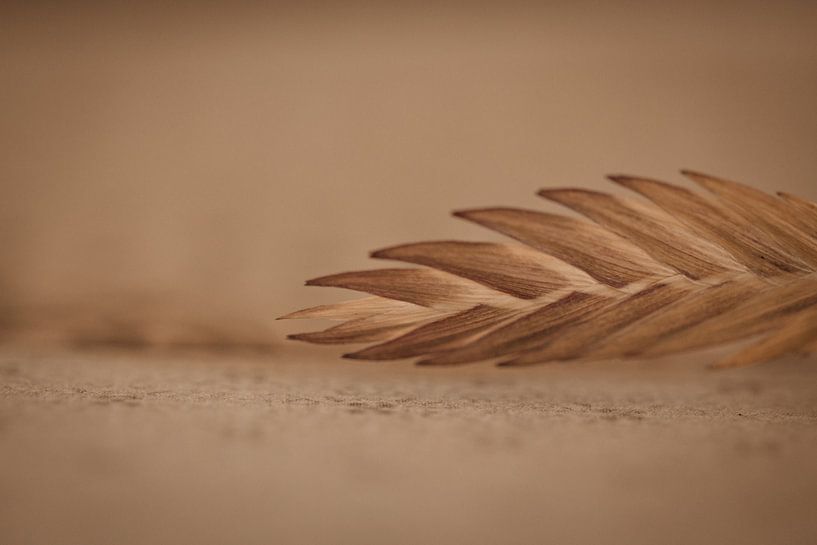 Minimalistisches Foto einer getrockneten Blume(n) von Marleen Schrijver